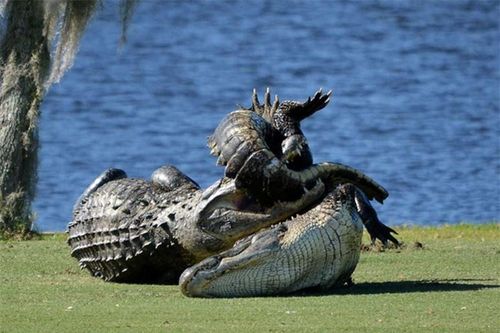 Clip: Cá sấu quyết chiến giành bạn tình trên sân golf