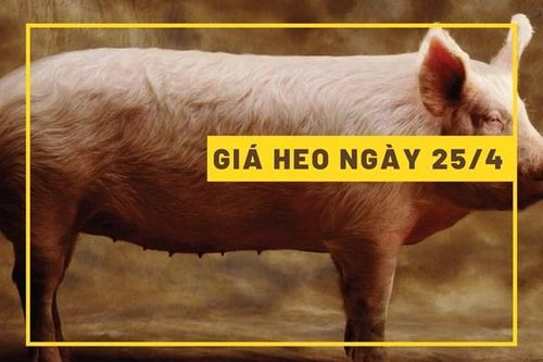Giá heo hơi hôm nay 25/4: Vững mốc 55.000 đồng/kg
