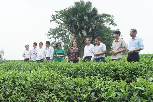 Nghệ An xây dựng và nhân rộng trên 400 mô hình sản xuất, kinh doanh an toàn