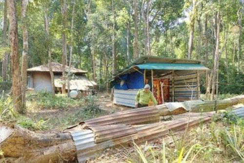 Kon Tum: Bất cập gỗ quý chết khô nhưng không được khai thác