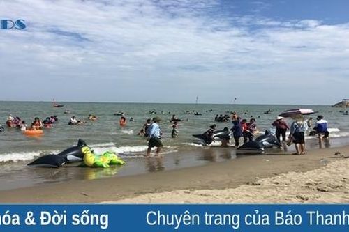 Hè về với biển xứ Thanh
