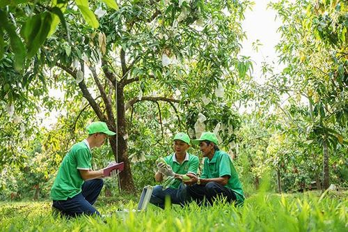 Anh Lê Quốc Trung và 'duyên nợ' với trái xoài quê hương