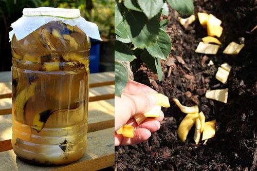 3 thứ bỏ đi để vào chậu cây sẽ giúp ra rễ khỏe, đầy đủ chất dinh dưỡng