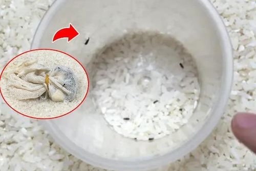 Thả thứ này vào thùng gạo không bao giờ lo mối mọt, gạo để bao lâu nấu vẫn dẻo ngon
