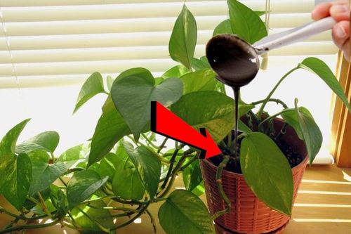 Cây trầu bà cực 'thích' 1 loại nước: Cứ cho uống đều đặn, chồi và rễ đua nhau mọc, lá to bằng bàn tay