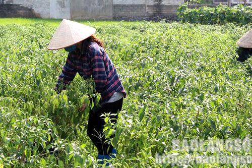 Chi Lăng Chủ động tìm 'đầu ra' cho ớt