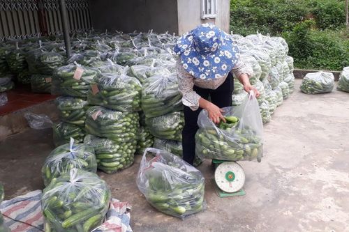Tuyên Quang: Xã Phúc Sơn (Lâm Bình) phát triển thành vùng trồng dưa chuột gắn với thị trường