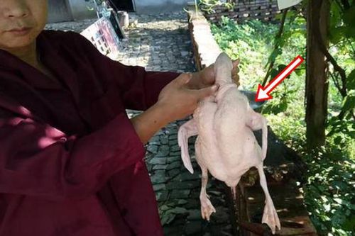 Mổ vịt bất ngờ đụng trúng 'vật thể lạ trong suốt', tưởng đồ bỏ hóa ra giá hơn 300 tỷ