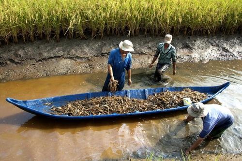 Lợi ích chuyển dịch phát thải ròng bằng 0 tại châu Á