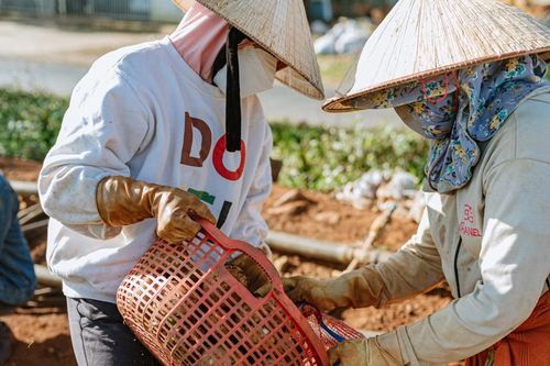 Nông dân thoát cảnh 'được mùa mất giá' khi kết nối cùng doanh nghiệp