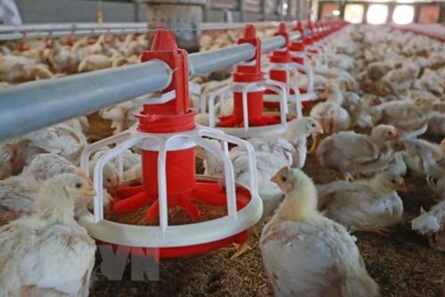 Ngành chăn nuôi gia cầm thua lỗ, doanh nghiệp đồng loạt kiến nghị
