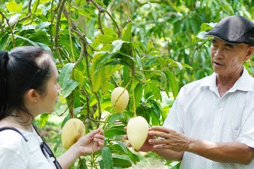 Nâng cao giá trị và phát triển bền vững ngành hàng xoài