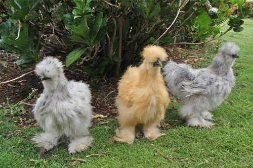 Những giống gà có bề ngoài 'độc, lạ' nhất thế giới