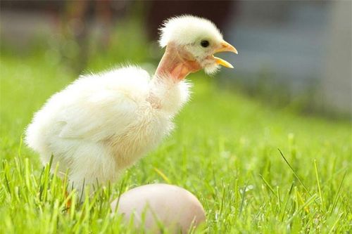 Bộ lông 'độc, lạ' của gà cổ trụi