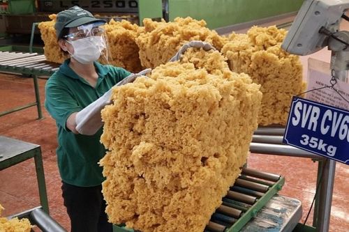 Quý I/2023, Hà Lan tăng nhập khẩu cao su từ thị trường Việt Nam
