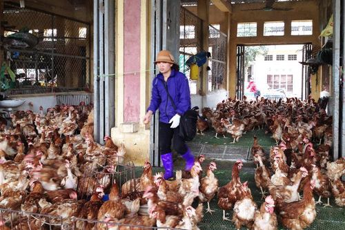 Chợ đầu mối gia cầm Hà Vỹ trước ngày 30/4