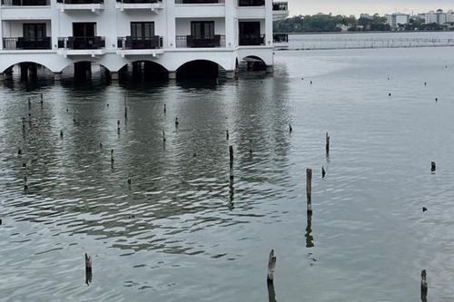 Xuất hiện 'hàng chông' trên Hồ Tây