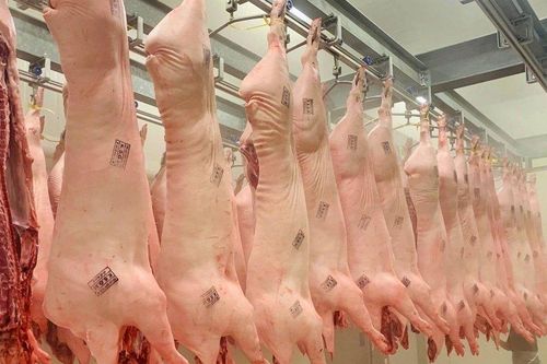 Vì sao nhà máy giết mổ heo công nghiệp chỉ hoạt động cầm chừng với 50% công suất