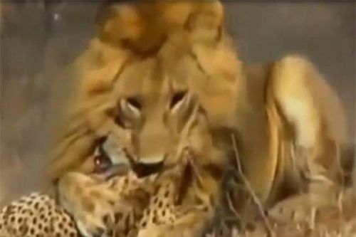 Clip: Sư tử đực hạ sát báo săn trong 'vài nốt nhạc'