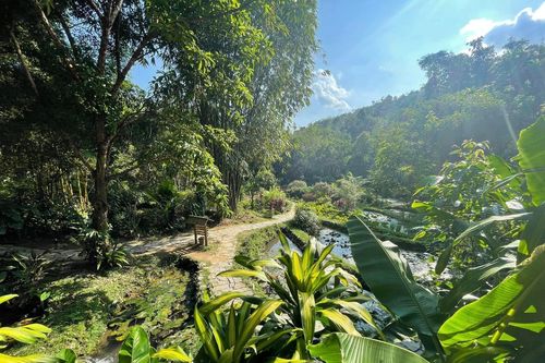 Đón ánh nắng qua tán lá rừng giữa miền di sản Hà Giang
