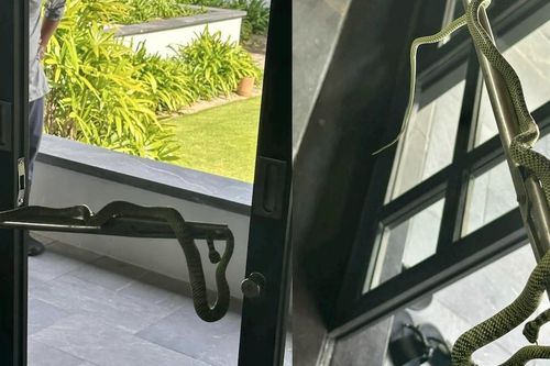 Xôn xao con rắn lớn xuất hiện trong phòng ngủ resort siêu sang 60 triệu đồng/đêm