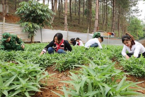 'Vườn rau sạch cho bé' giúp cải thiện bữa ăn cho học sinh ở Huổi Luông