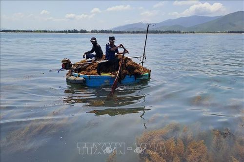Rộn ràng mùa khai thác rong mơ vùng bãi ngang Quảng Bình