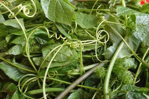 Loại rau dại khi rửa có bọt như xà phòng nhưng cực giàu dưỡng chất giúp an thần, ngủ ngon