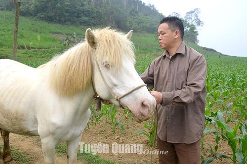 Nghề nuôi ngựa bạch ở Khau Tinh
