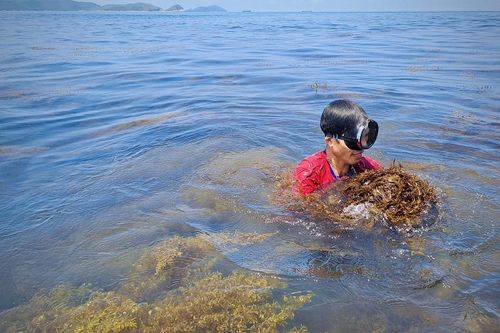 Quảng Bình: Gom nhặt 'lộc trời' từ biển cả