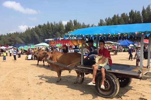 Dừng hoạt động chở du khách bằng xe bò trên bãi biển ở thị xã LaGi