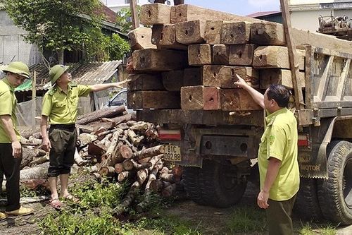 Hà Tĩnh: Phát hiện, thu giữ 30 hộp gỗ lậu vô chủ