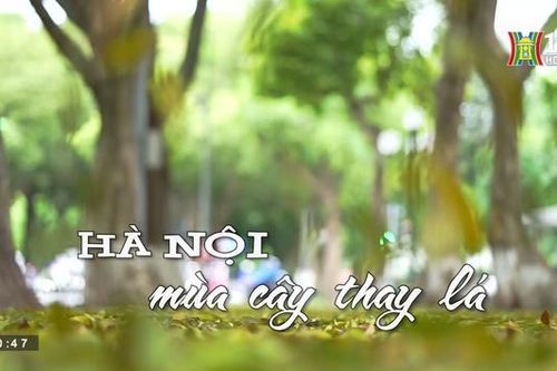 Hà Nội mùa cây thay lá (Nhịp sống Hà Nội ngày 03/05/2023)