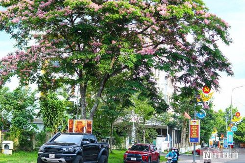 Bằng lăng khoe sắc tím trên cao nguyên Lâm Đồng