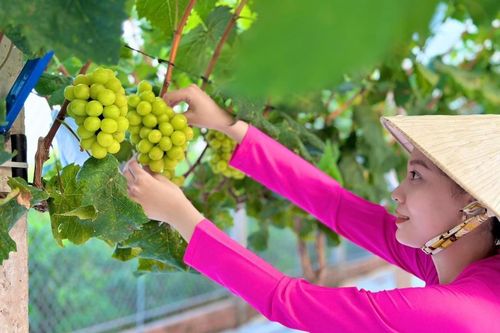 Người 'khùng' bỏ tiền tỉ trồng giống nho ngoại và cái kết