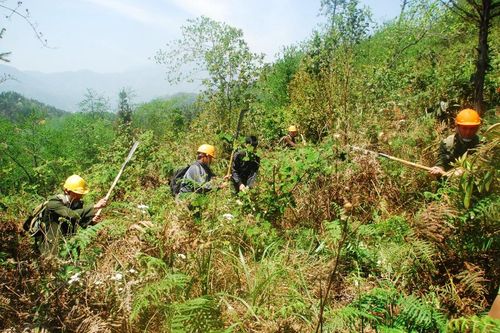 Lào Cai: Gió nóng và khô thổi mạnh, nguy cơ cháy rừng tăng cao