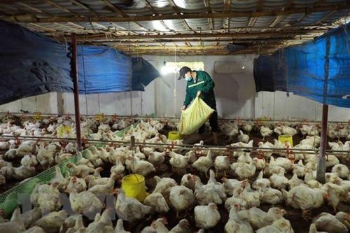 Tăng cường kiểm soát ngăn chặn nạn nhập lậu gia cầm