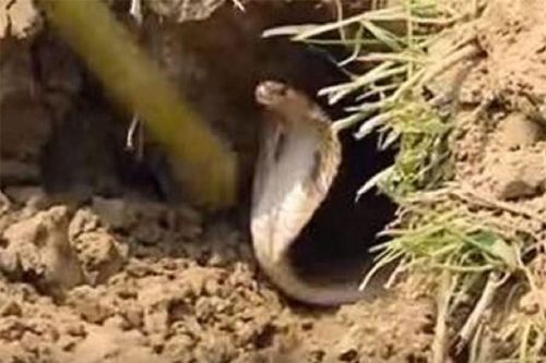 Clip: Tuyệt chiêu bắt rắn hổ mang độc đáo