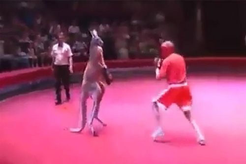 Clip: 'Chết cười' với màn đấm bốc giữa người và Kangaroo