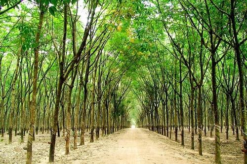Dự án trồng 10.000ha cao su tại Lào hiện chỉ còn hơn 1.000ha đang được khai thác