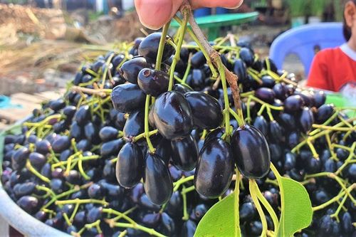 Trái trâm Bảy Núi vào mùa