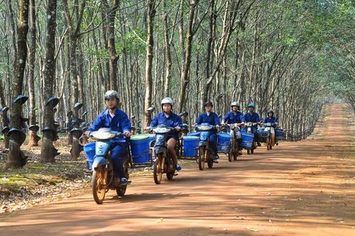 Dự án trồng 10.000 ha cao su tại Lào, Tp.HCM có nguy cơ mất vốn