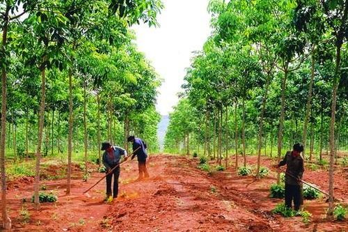 Xử lý nghiêm nếu phát hiện thiếu sót, sai phạm trong dự án trồng cao su tại Lào