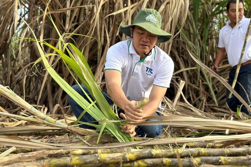 Giá đường lập đỉnh, vì sao lợi nhuận TTC AgriS vẫn 'đi lùi'?
