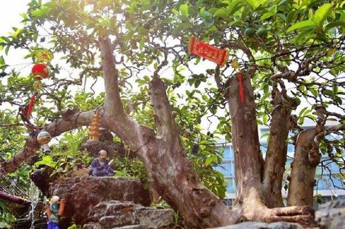 Cận cây ổi dáng thế lạ, đại gia sẵn sàng xuống tay tiền tỷ để mang về