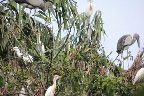 Vĩnh Long: Nâng cấp, mở rộng vườn chim vạc quý hiếm