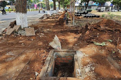 Yêu cầu ngừng thi công công trình làm đứt rễ hàng cây sao đen