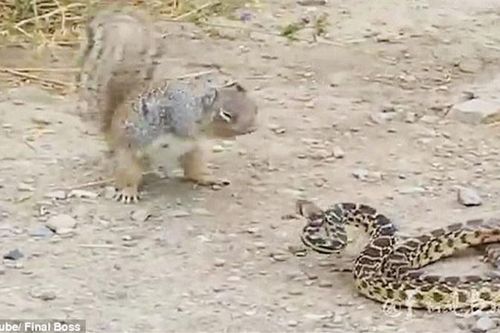 Clip: Màn hỗn chiến khốc liệt giữa sóc và rắn