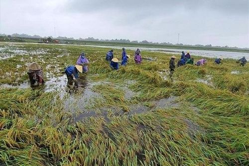 Bàn giải pháp phát triển bảo hiểm cây lúa