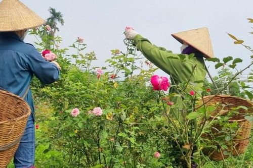 Nhiều hội viên 'đổi đời' nhờ các mô hình kinh tế hiệu quả